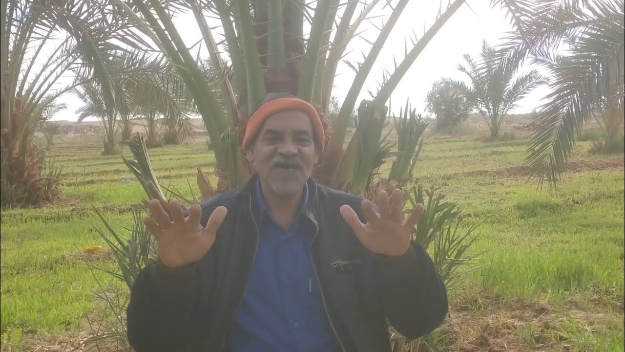 تربية العجول واسباب الخسارة /مابين الحلال والحرام