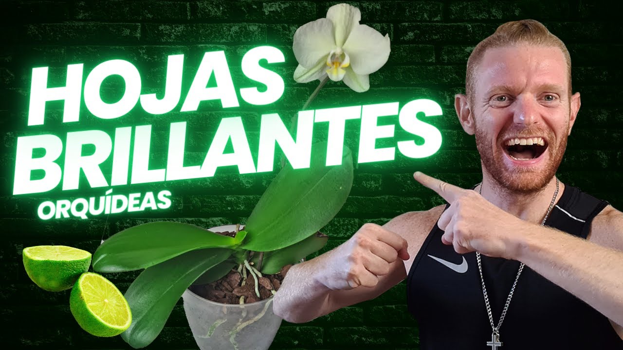 🌟 Cómo Limpiar Hojas de Orquídeas y Darle BRILLO 🌟