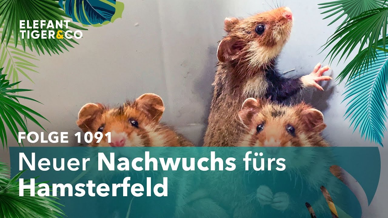 Erfreulicher Erfolg bei der Leipziger Hamster-Zucht (Folge 1091) | Elefant, Tiger & Co. | MDR