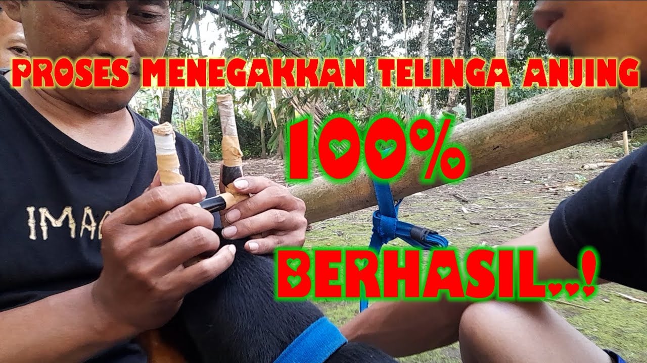 membuat telinga anjing berdiri itu gampang.