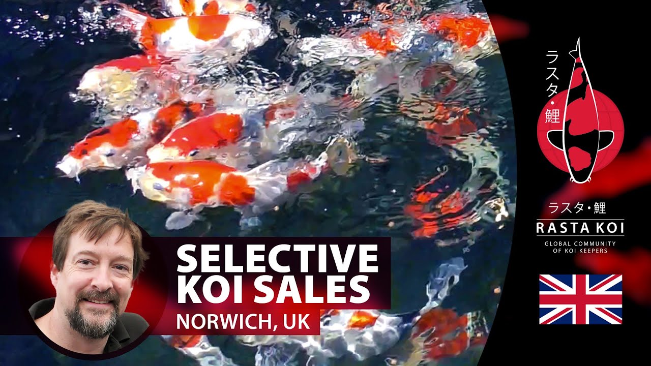 The Best Selection of Koi and Goods in the U.K 🇬🇧