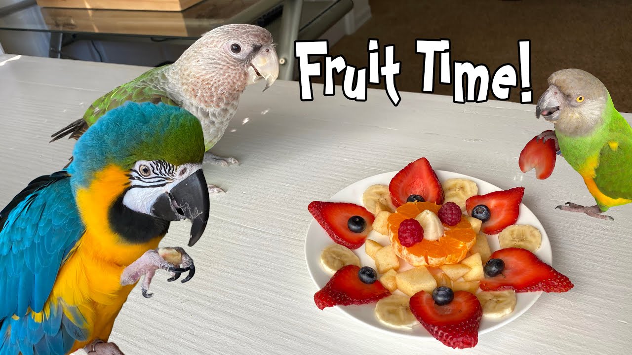 Parrots Eating Fruit!