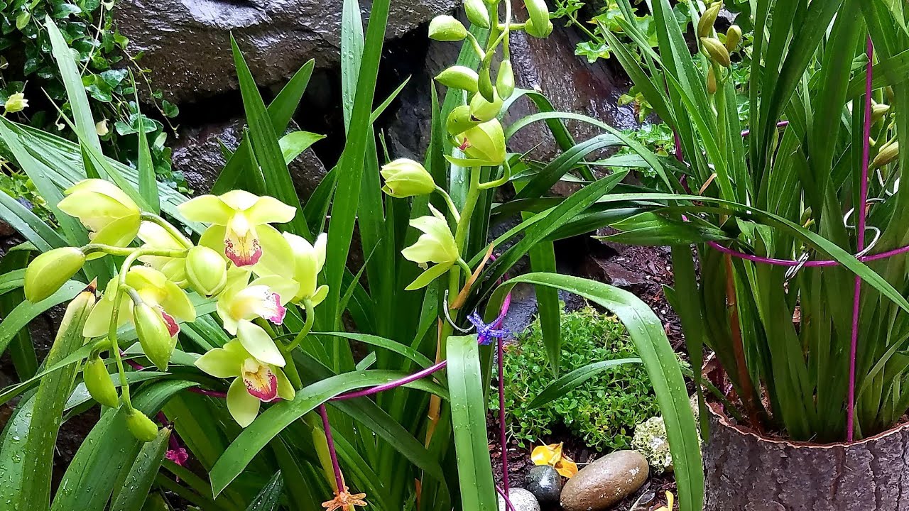 ¿Por  qué florecierón mis Orquídeas? ║Orquídeas en el mundo