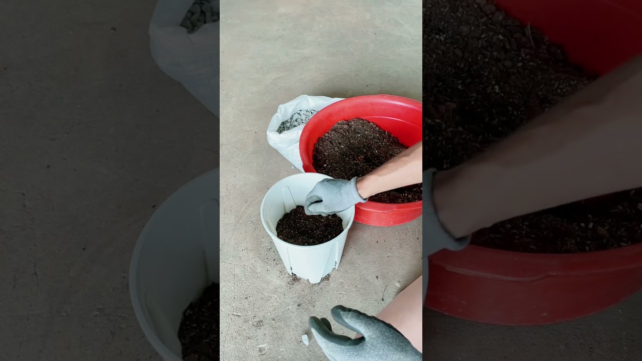 玫瑰花小苗換盆要怎麼換，底肥怎麼加，一次告訴你
