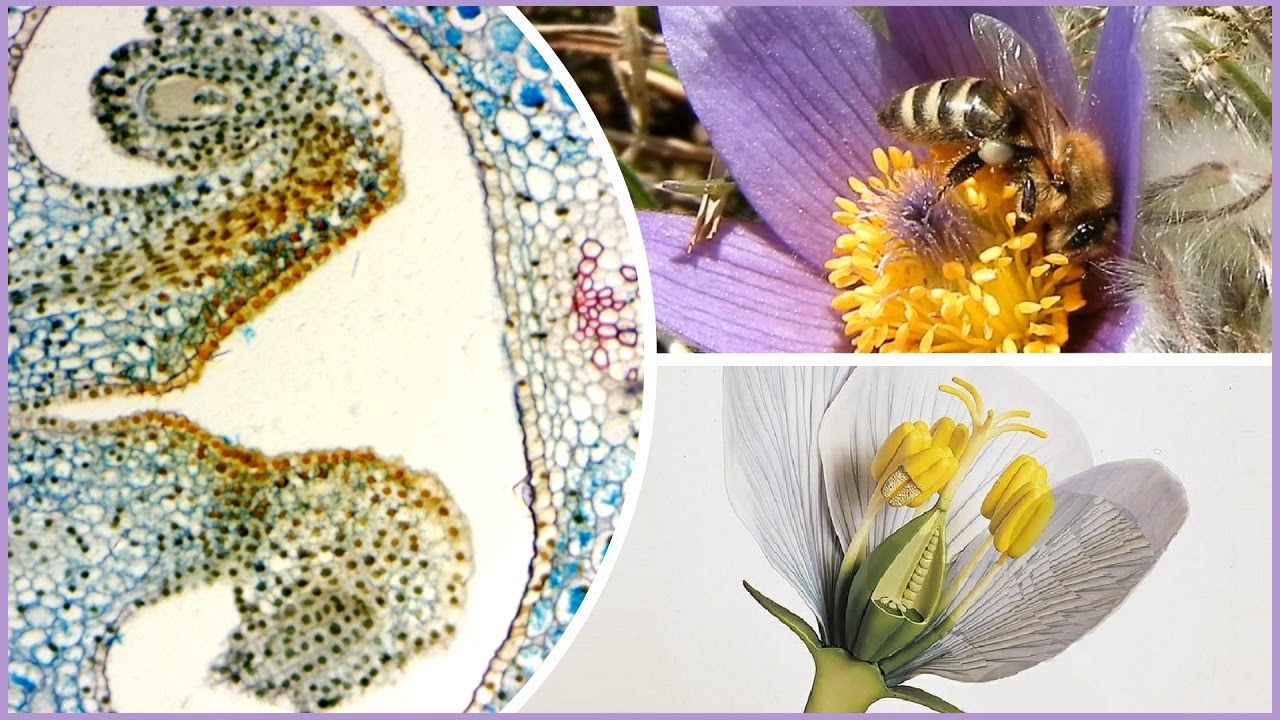 KVĚT ROSTLIN 🌸 stavba květu /semeník, prašník, pylová zrna mikroskopem /opylení/oplodnění/květenství