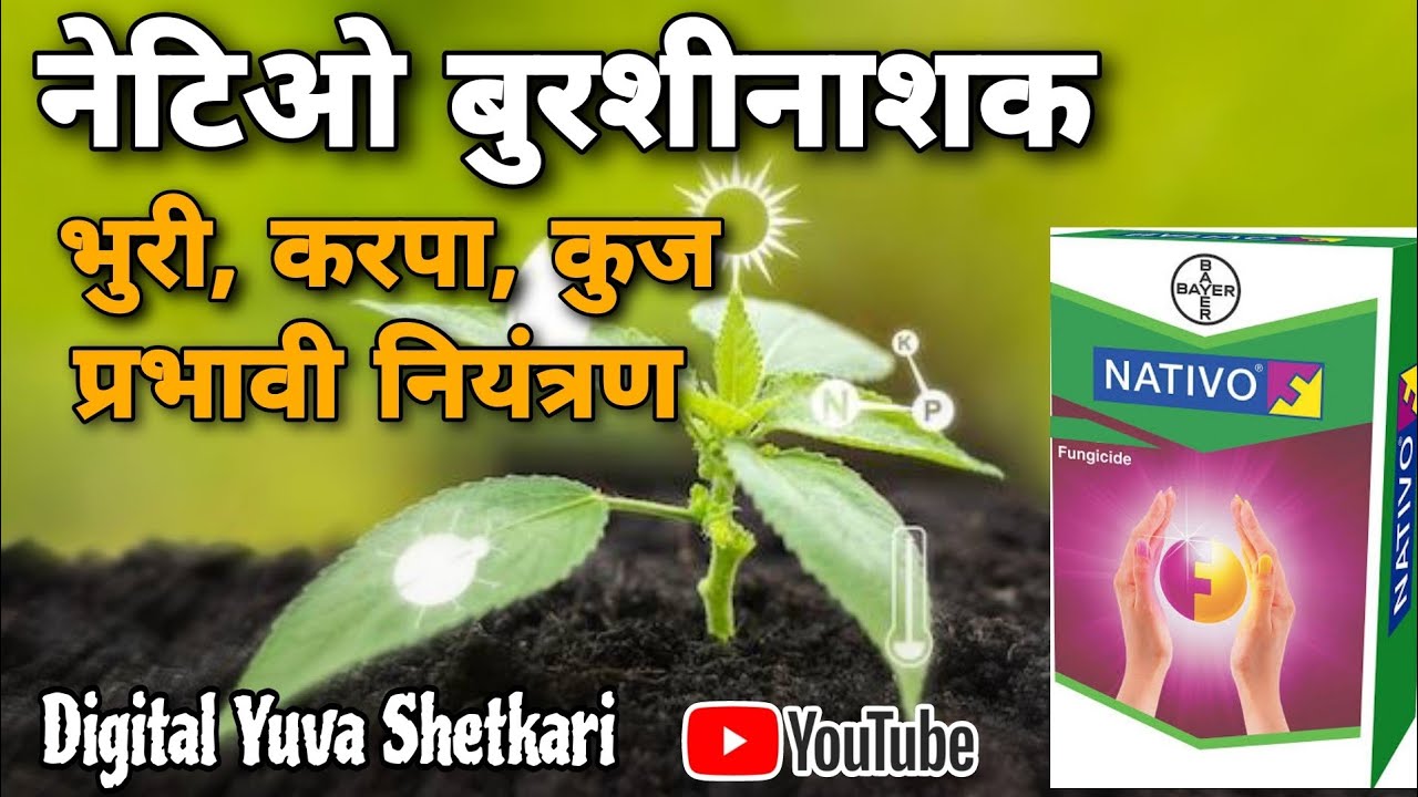 Nativo Fungicide | Nativo बुरशीनाशक माहिती #nativo #bayer (@digital_yuva_shetkari )