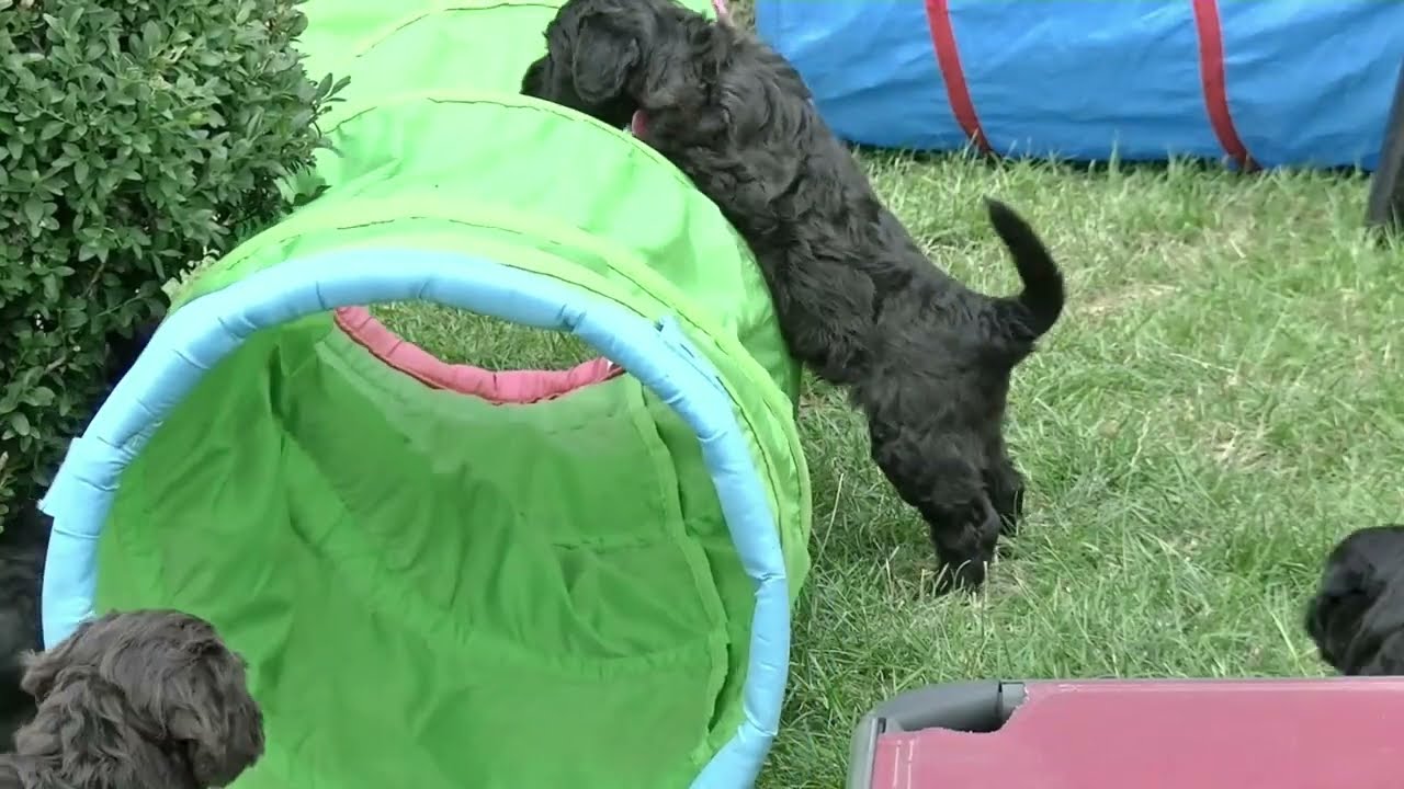 Casa Valdaliso - Portugiesische Wasserhund Welpen