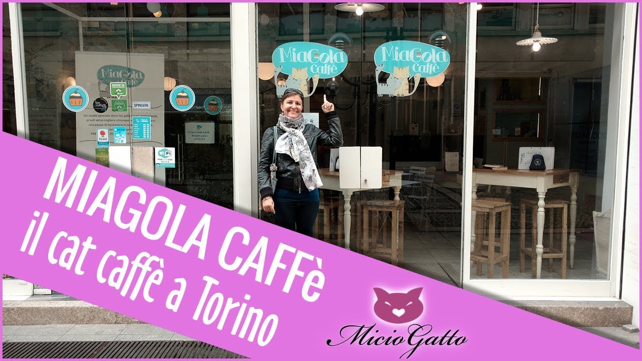 Miagola caffé: il bar dei gatti a Torino