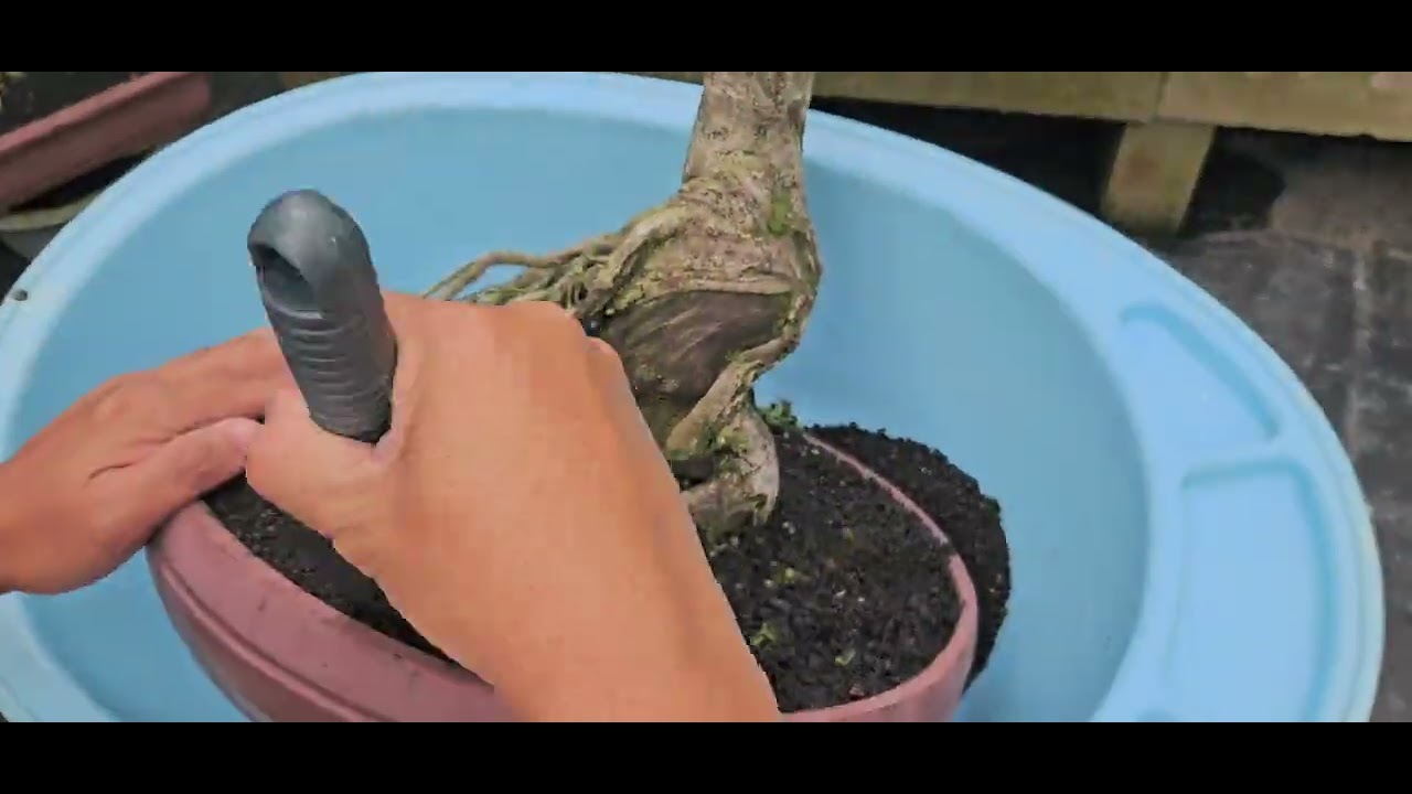 Salah satu pohon yg memiliki daun unik... Hulmus Micro.. 