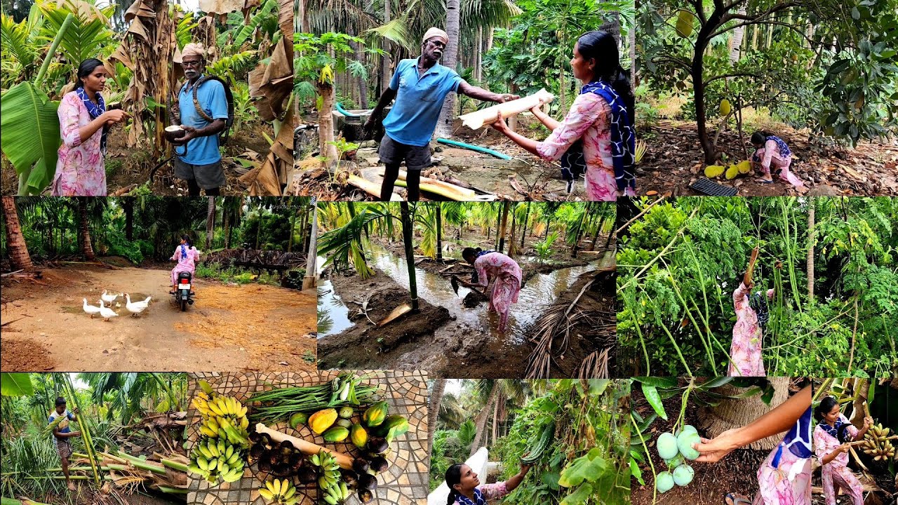 மழை வந்தாலும் நம்ம அறுவடைக்கு ஒய்வில்லைங்க🍀Harvesting🌿/Villagelife/Traditional fruits 😋🌱Freshharvest