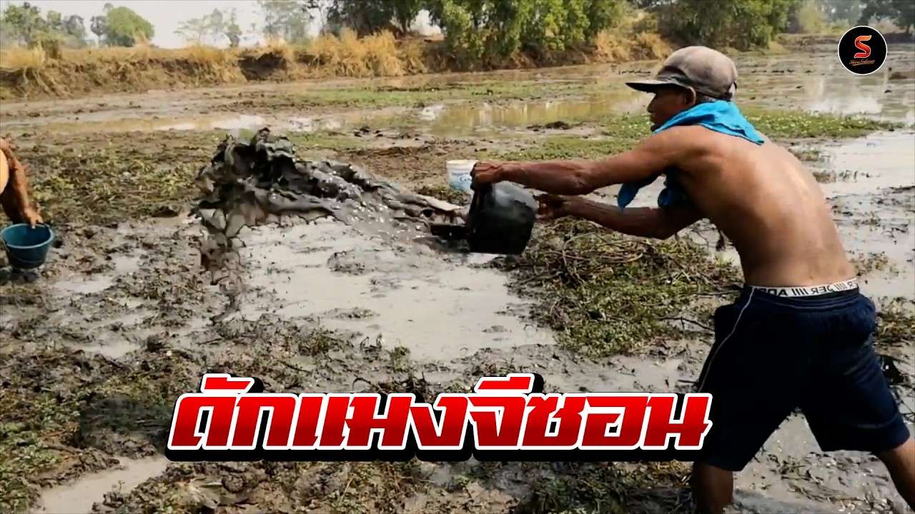 สูตรการหา แมงจีซอน แบบโบราณ ทำแบบนี้ได้เยอะไหม