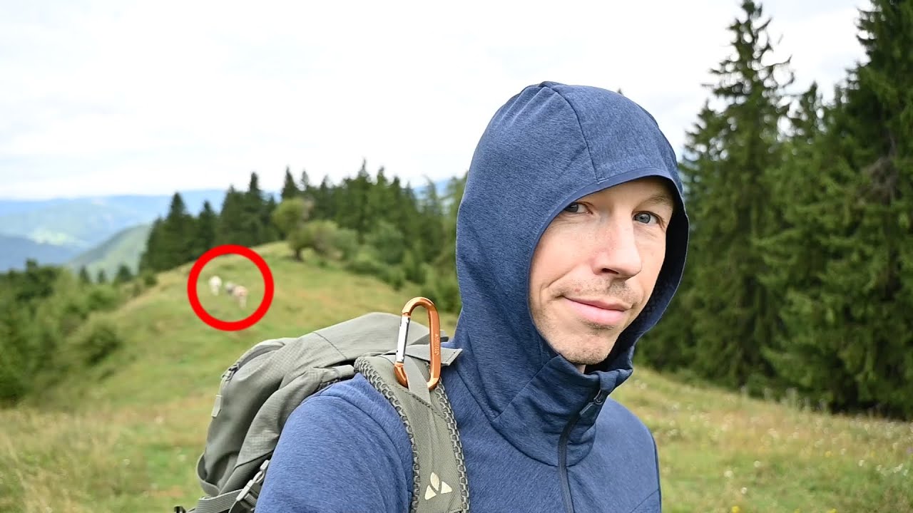 Kuh-Jogging (und ein schöner Schlechtwetterspaziergang)