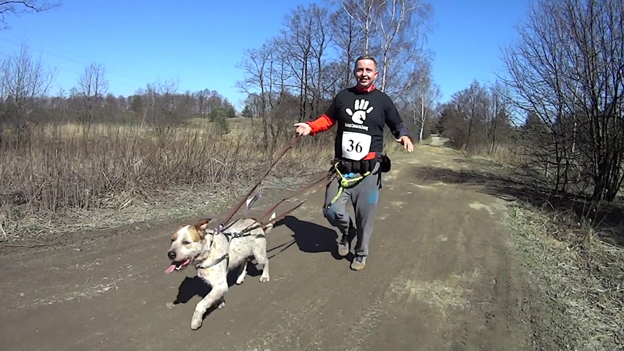 Trzeci Niebieski Dogtrekking Wild Dogs Team