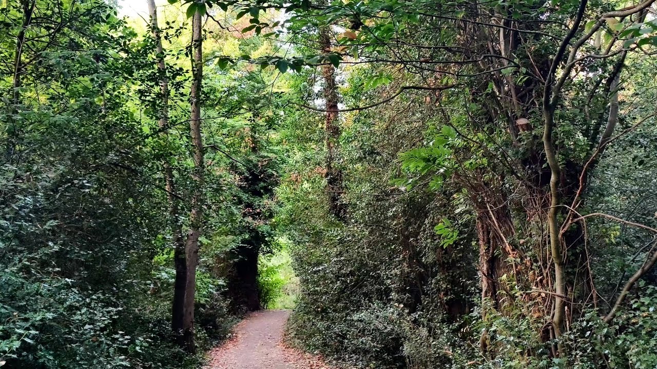 Quiet Forest Walk in England | Relaxing Nature Sounds (4K)