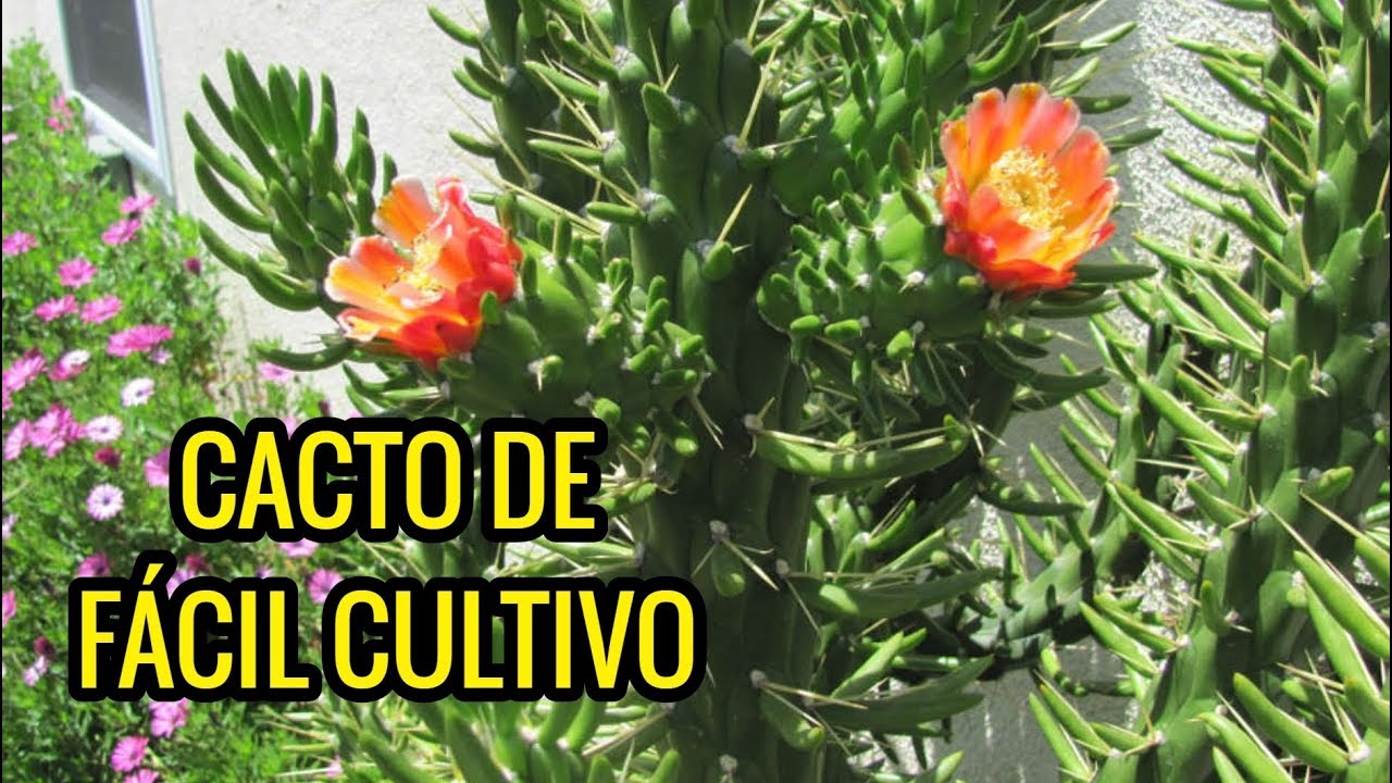 CACTO Opuntia subulata