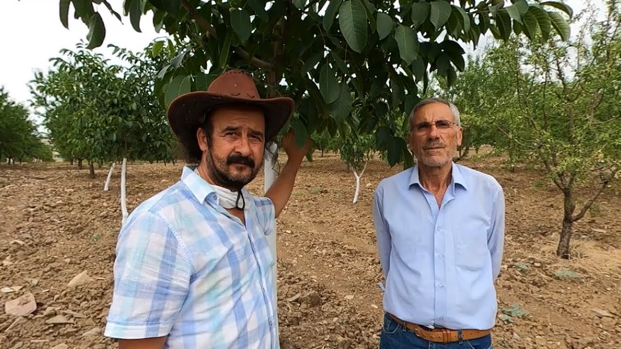 Diyarbakır  Ergani’de Mustafa bey Bademi söküp Ceviz bahçesi kurmak istiyor. Ceviz Adam Ahmet
