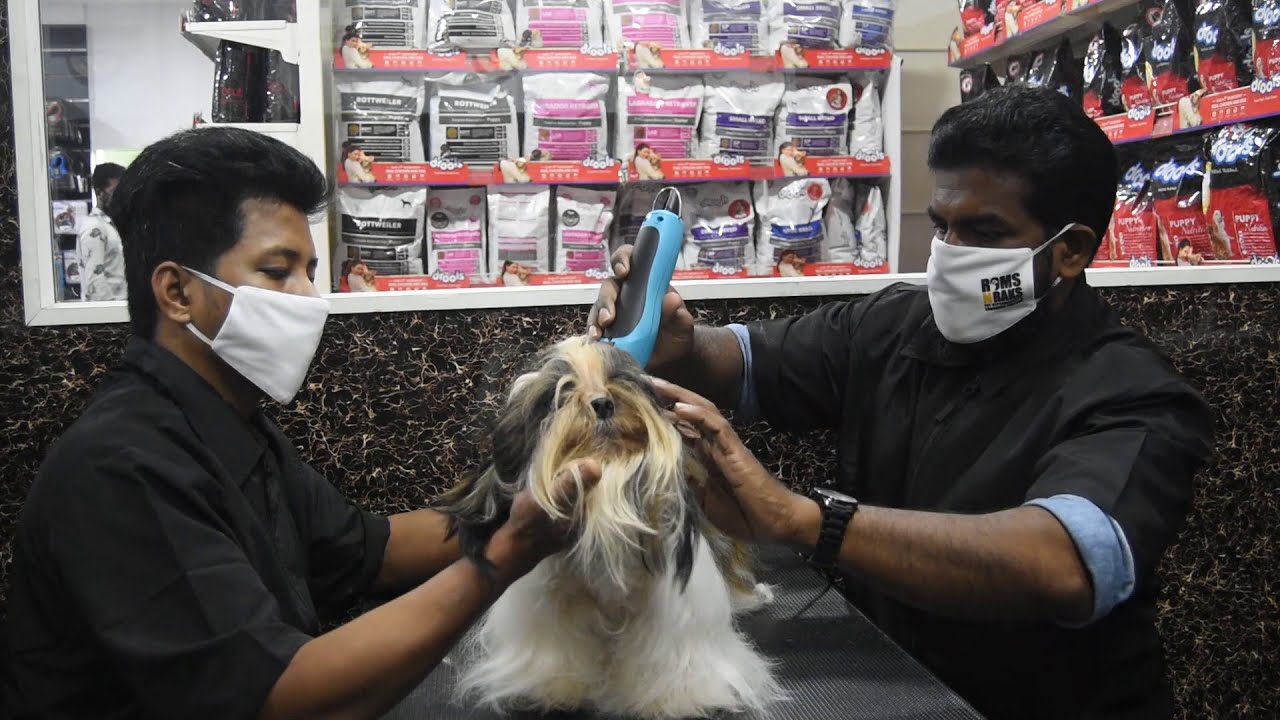 Shihtzu Grooming Session Part 2 by ROMSNRAKS Malayalam