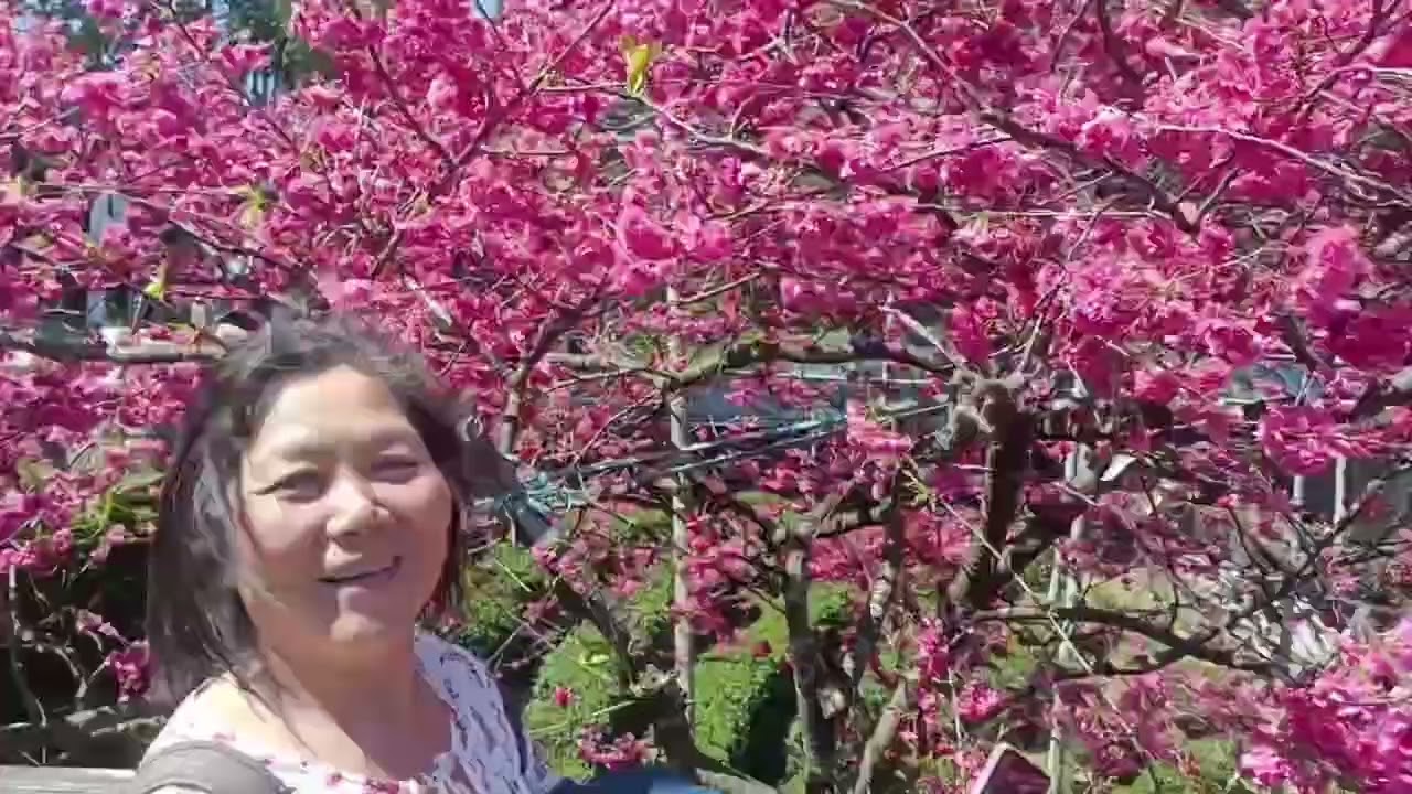 櫻  美爆 台北木柵老泉里