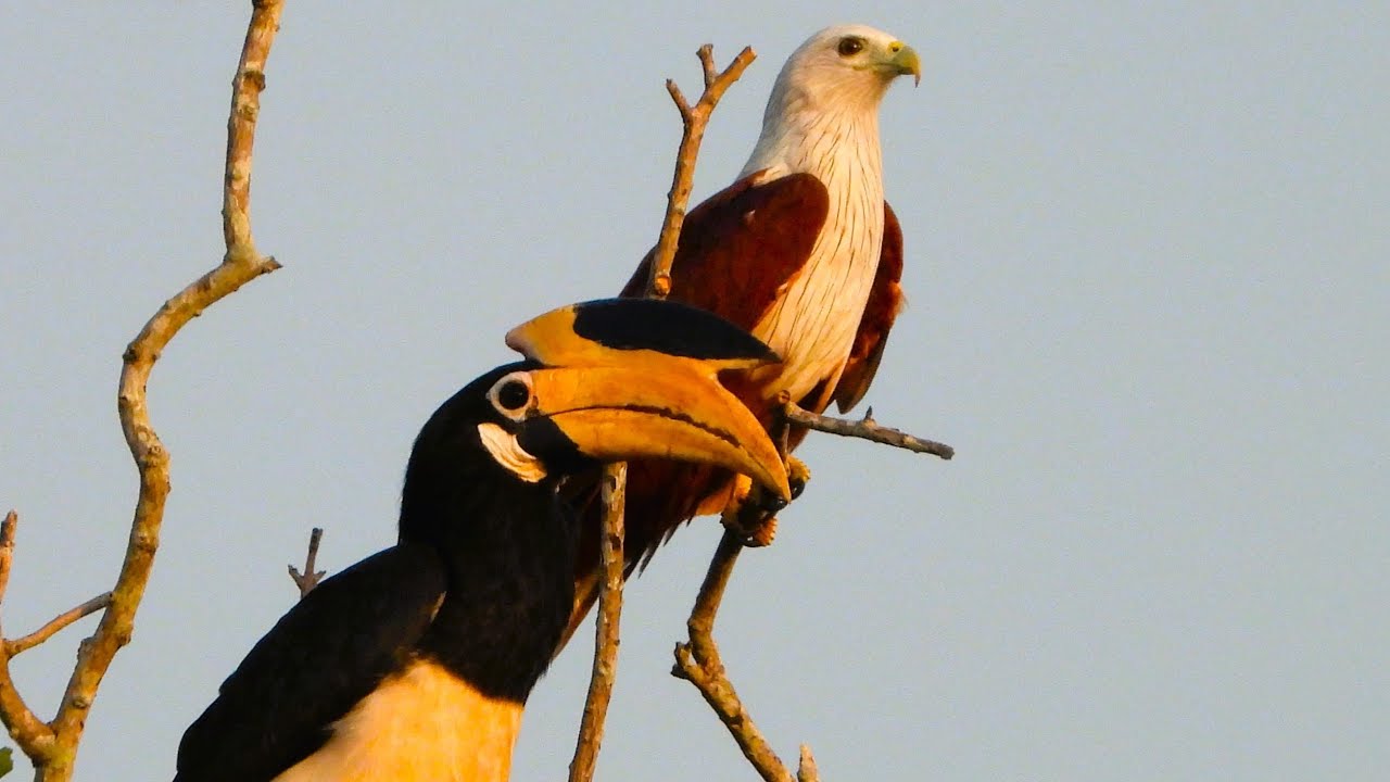 Malabar Pied Hornbill: The Mysterious Guardian of Indian Forests 