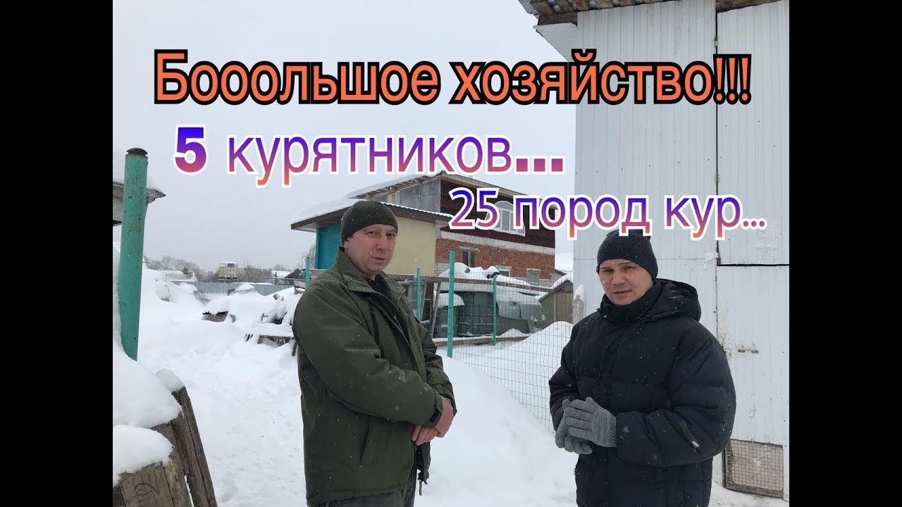 25 Пород Кур в одном Хозяйстве!