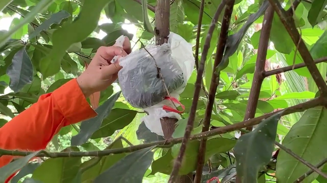 Mencangkok Pohon Cempedak