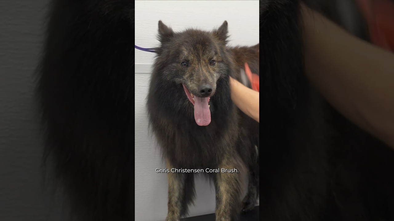You've NEVER seen a Shepherd like this before 😍
