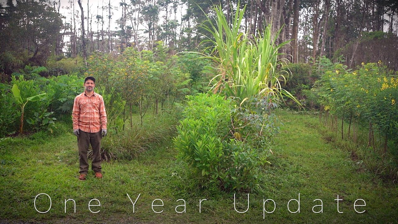 Syntropic Agroforestry | 1 Year Update