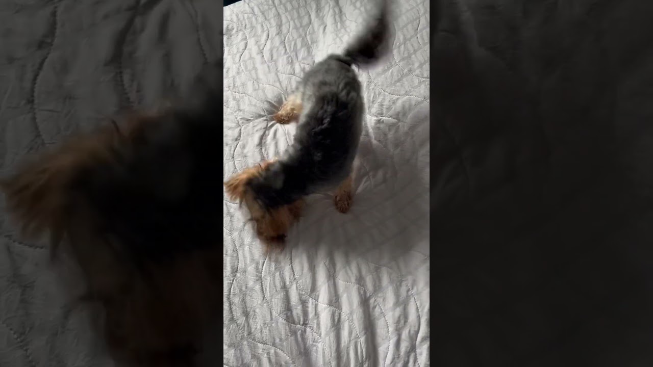 Crazy yorkie surprise #surprise #yorkie  #shorts