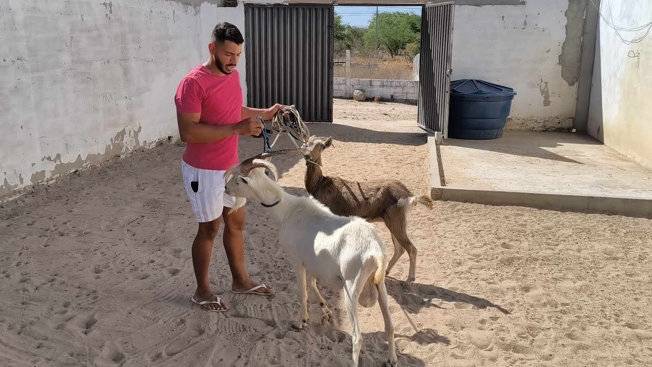 FUI CONHECER UM CRIADO DE CABRA LEITARIA EM ASSUNÇÃO NO CARIRI PARAIBANO !!!!