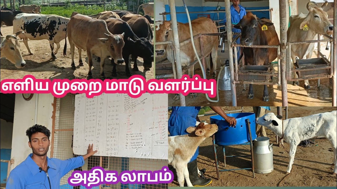 Maadu valarpu || 15 லிட்டர் பால் தரும் மாடுகள் மாத வருமானம் எவ்வளவு ?? | Successful cow dairy fam