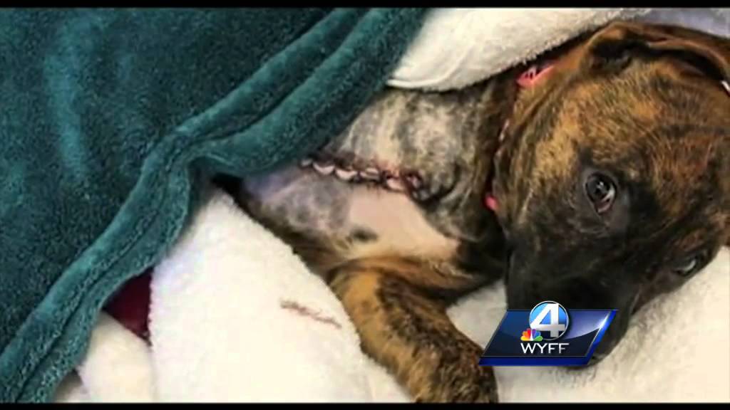 Shelter dog amputee adopted by woman who underwent similar surgery