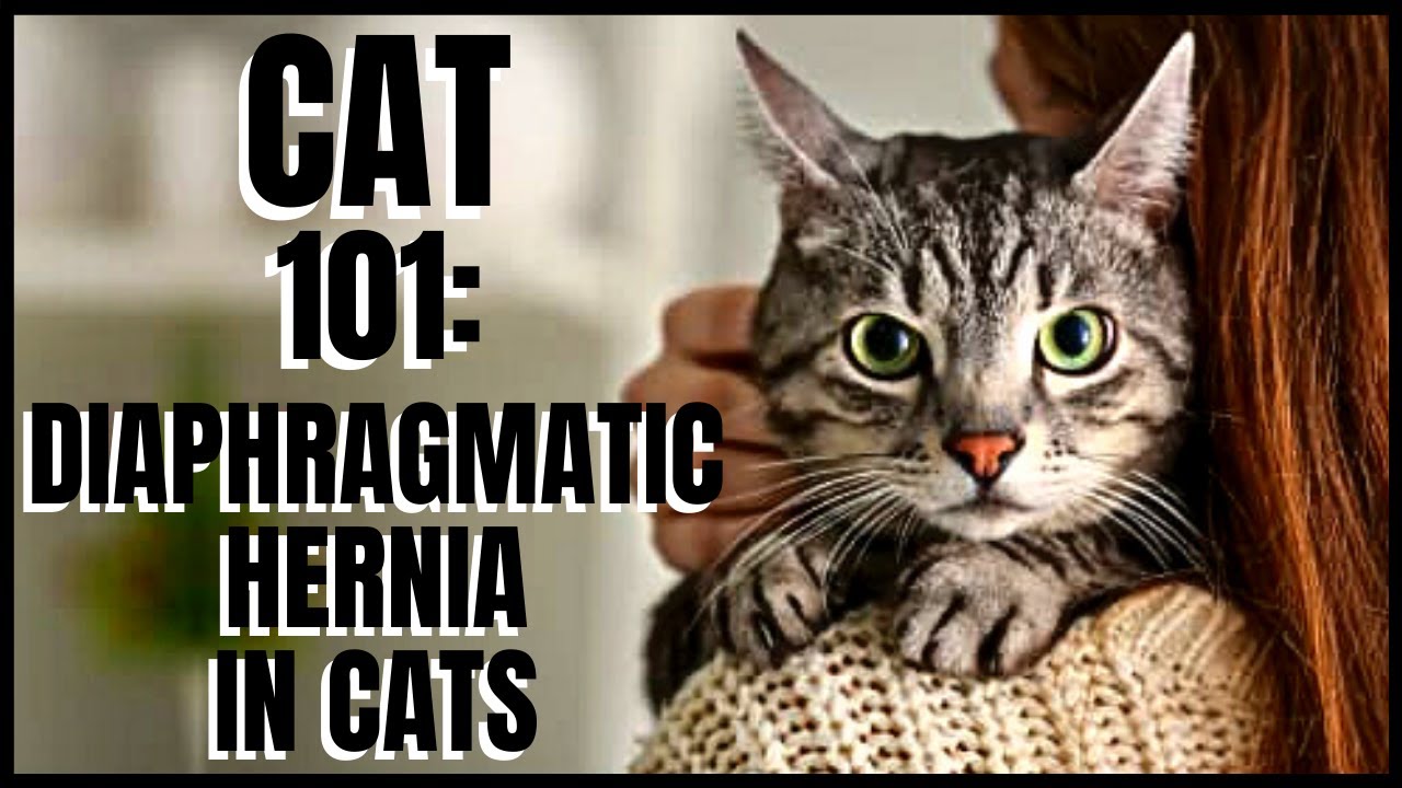 Cat 101: Diaphragmatic Hernia in Cats