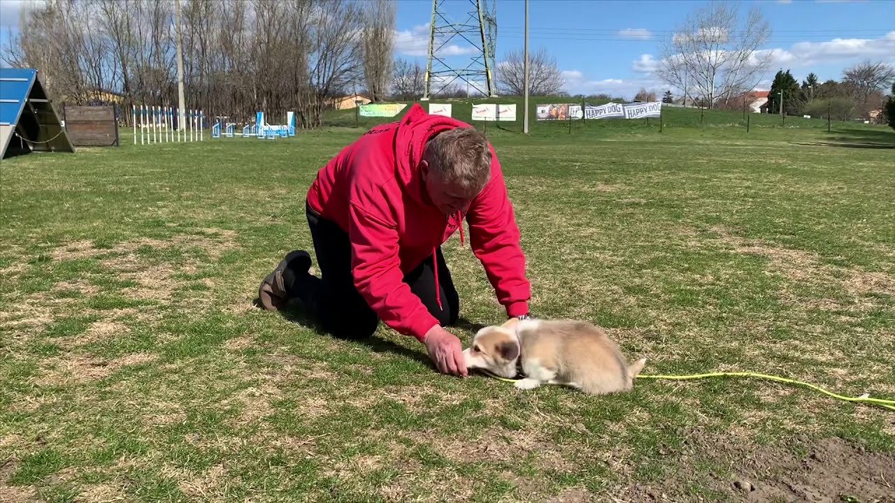 Virsli a csepp corgi első b&ouml;lcsis foglalkoz&aacute;sa