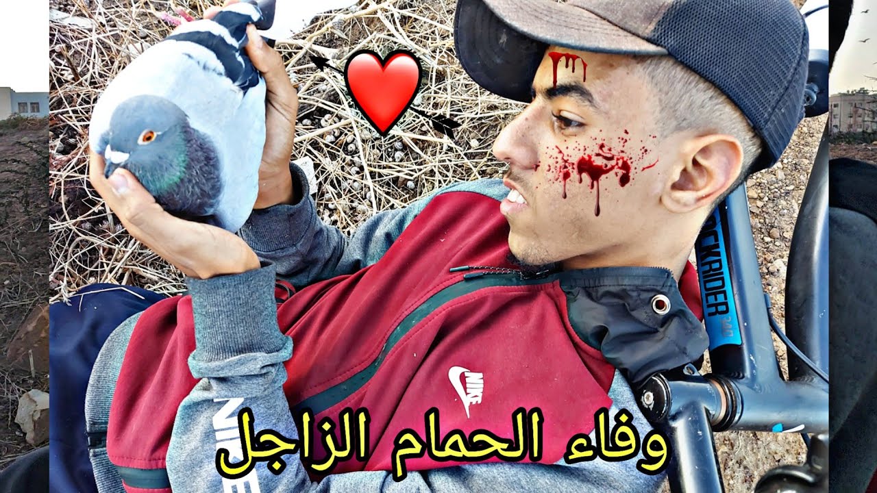 فيلم قصير: حمامة تنقد صاحبها من ...😔