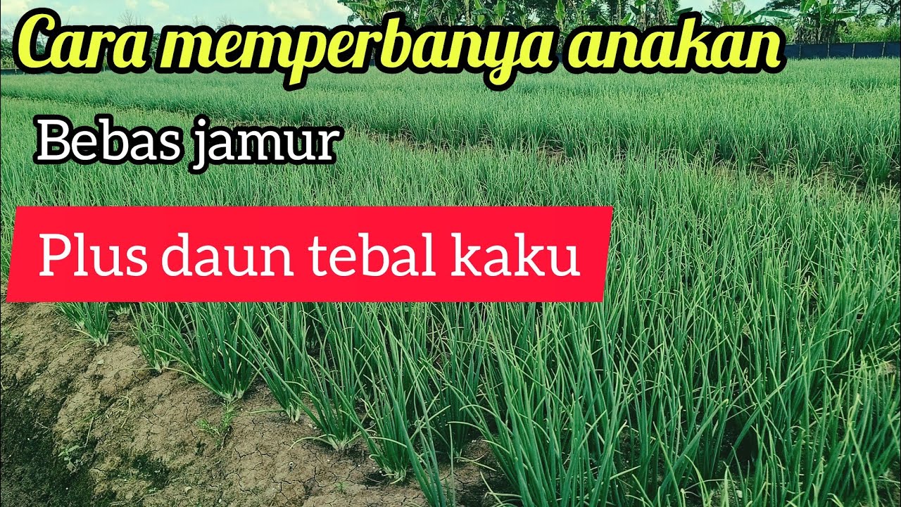 CARA MEMPERBANYAK ANAKAN BAWANG MERAH