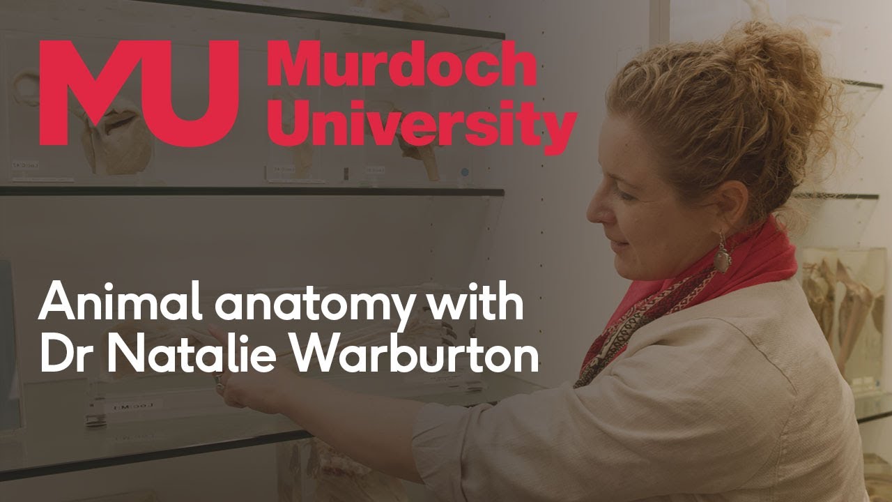 Animal anatomy with Dr Natalie Warburton
