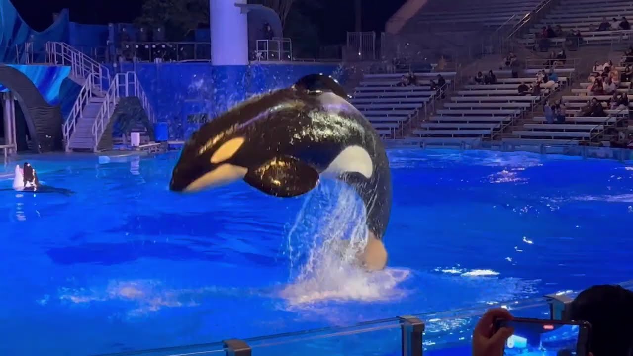 One Song (4K) | Orca Encounter | SeaWorld Orlando | March 15, 2023