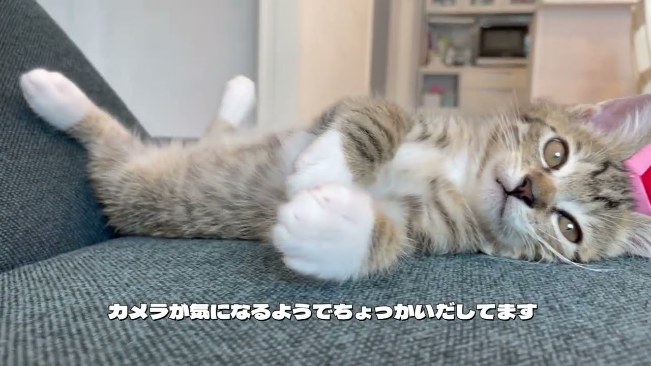 ロキくんの部屋 202309 Vol 98