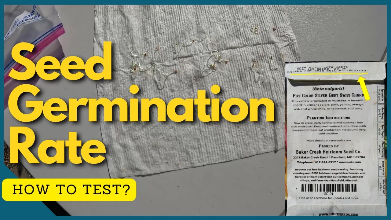 Seed Germination Rate:  How to Test?