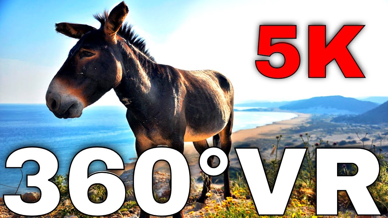 360° VR The Wild Donkeys of Karpaz National Park North Cyprus 5K Virtual Reality HD 4K