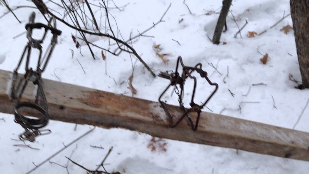 Squirrel trapping with coni-bears