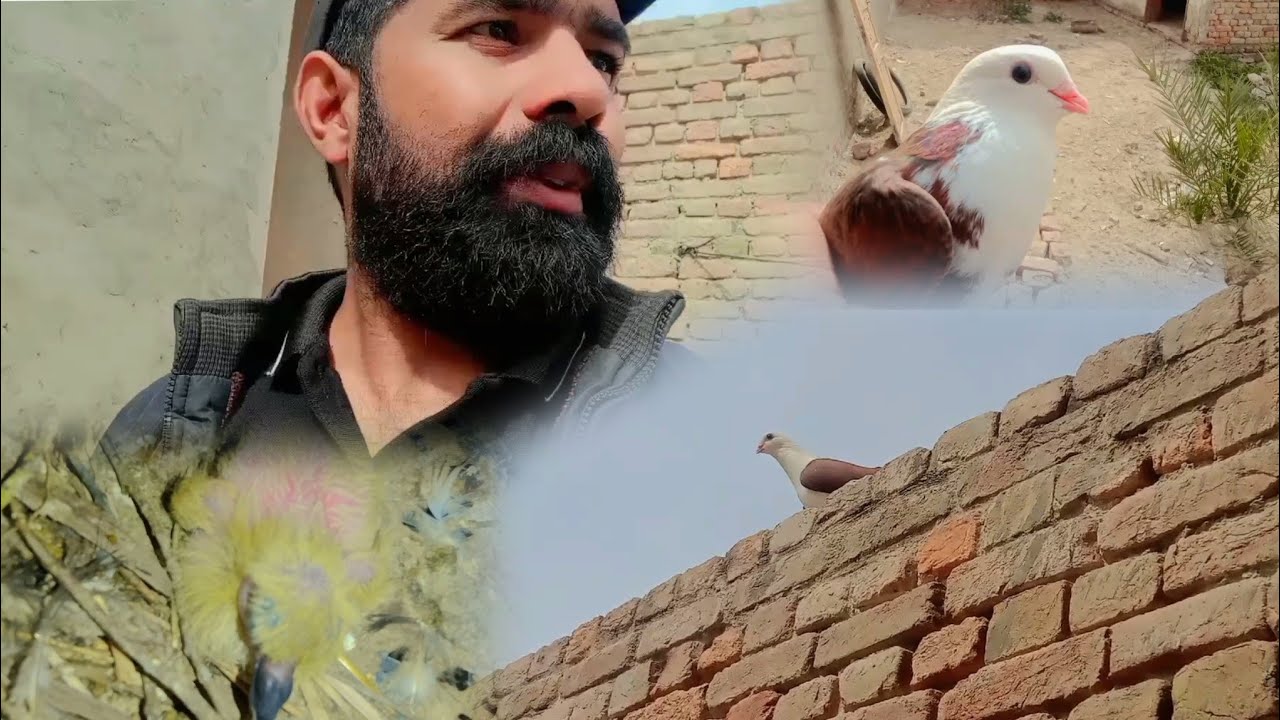 Kabutr Pet House Sy Urh Gaya Wapis Bh Agya Part 2| Kabootar ko training ky ly chora