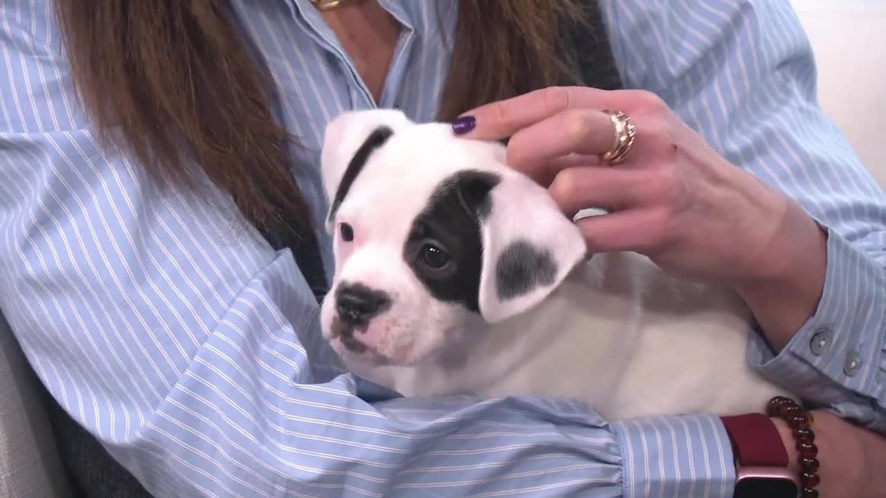 Friday's Friends: Colorado Pups (sponsored)