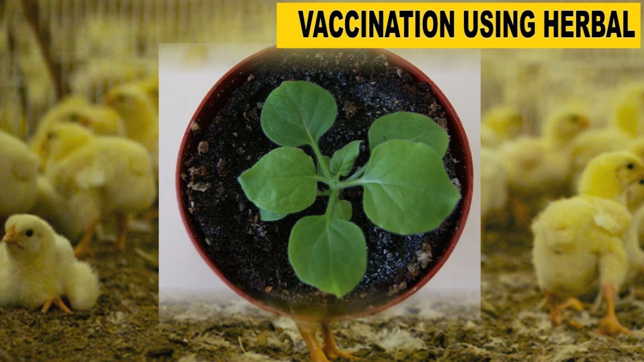 Best {Brooder } Poultry Chicken Vaccination Program /Chart Using Organic /Herb Medicine With Dr. Isa