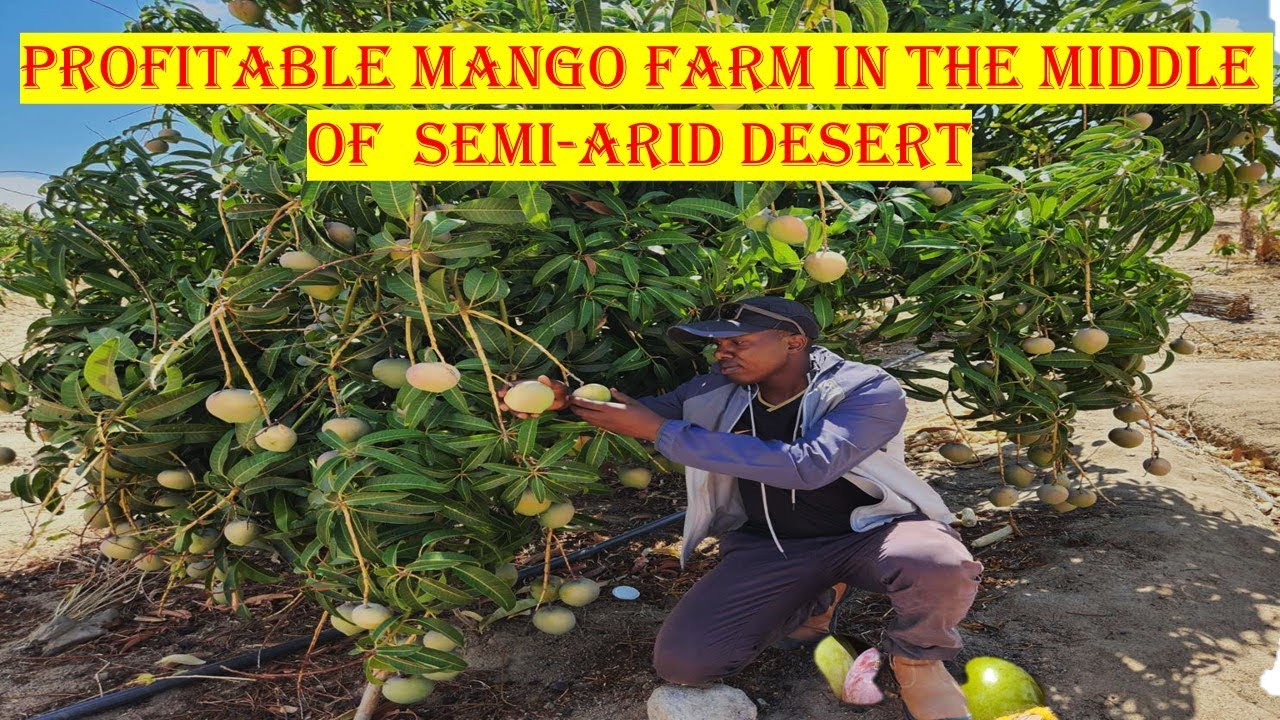 Profitable Mango Farm in the Middle of  Semi-Arid Desert + Grafted Cultivars for Export Explained.