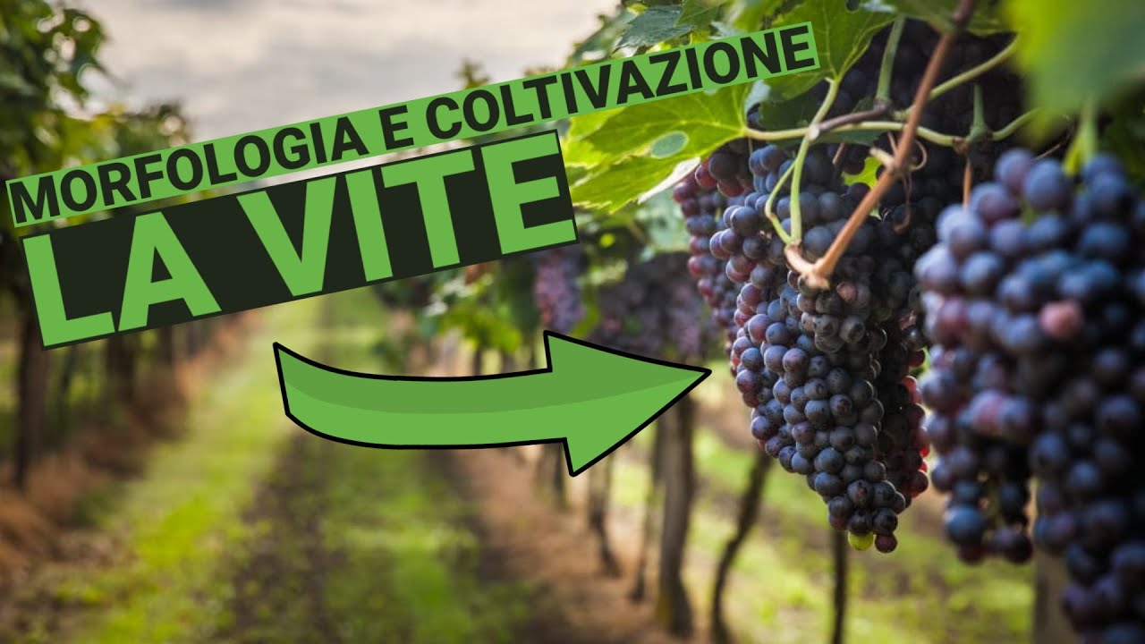 LA VITE - com'è fatta e come si coltiva
