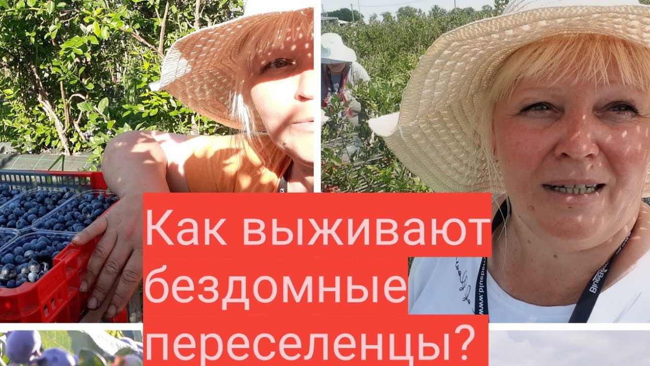 Переселенцы на Закарпатье. Работа в поле в жару, немного поплохело...  Immigrants Work in the field