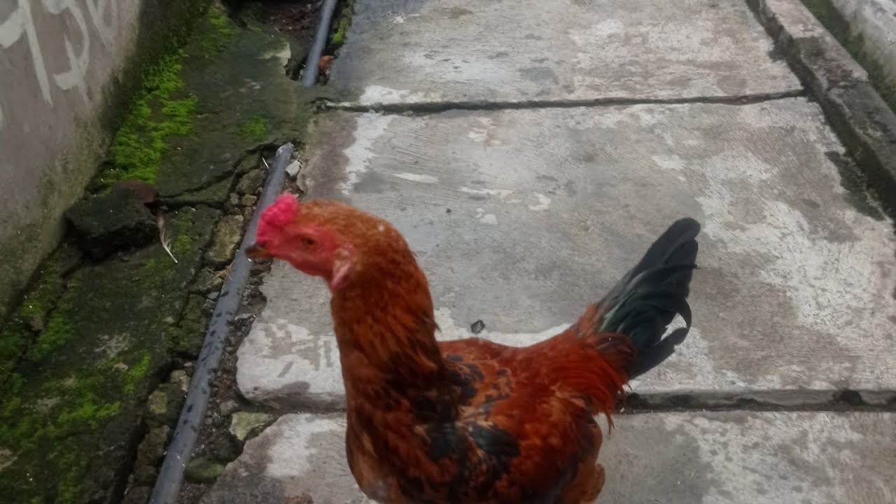 Ayam ku blm mau pulang 