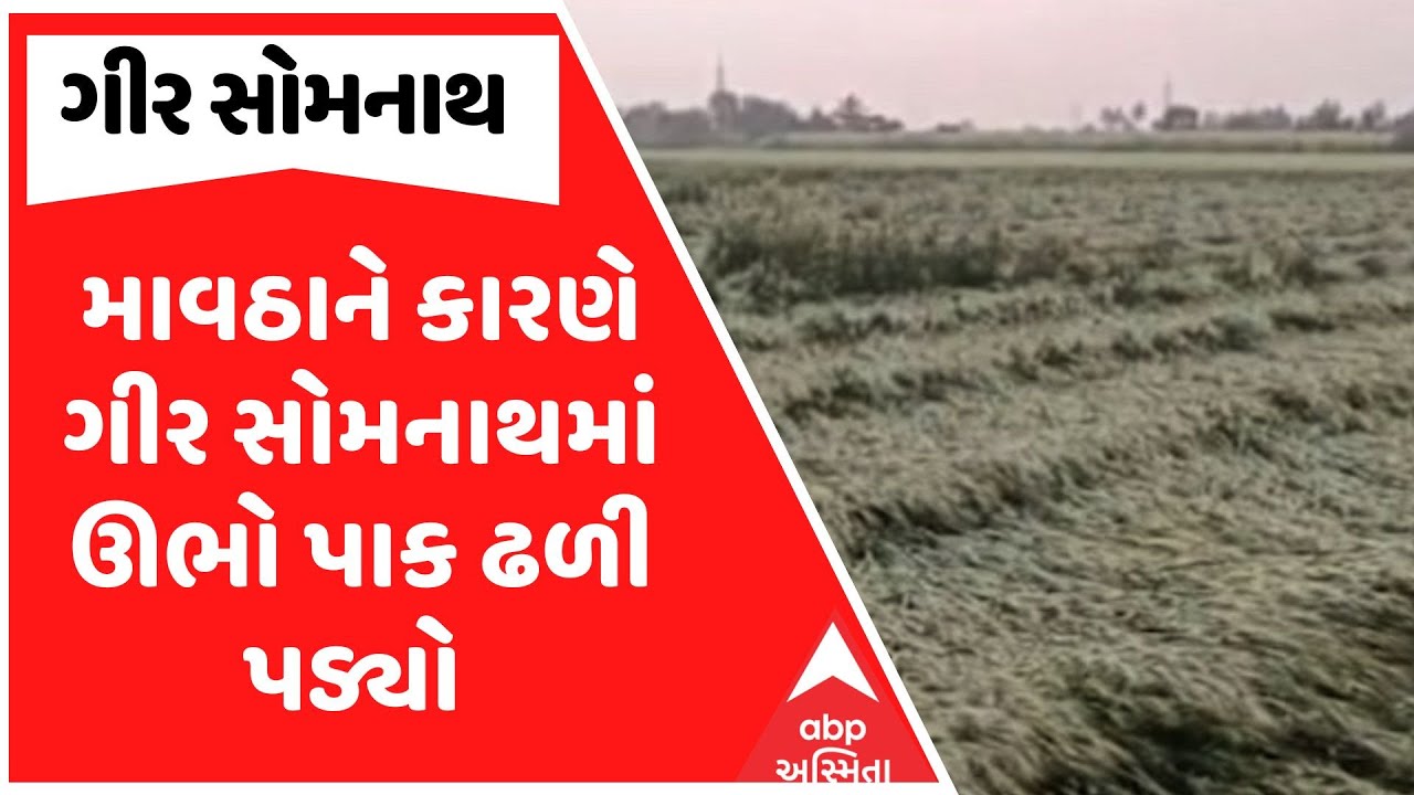 Gir Somnath Farmers | ગીર સોમનાથમાં માવઠાને કારણે ગીર સોમનાથમાં ઊભો પાક ઢળી પડ્યો