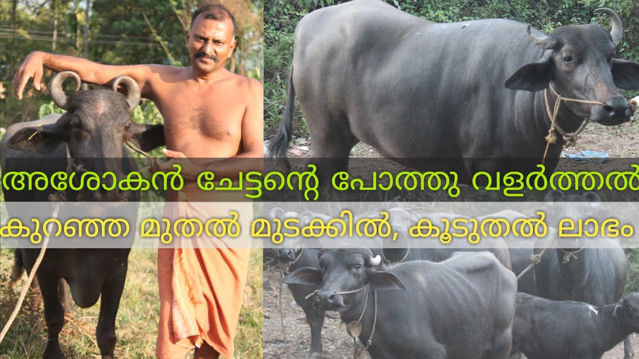 Buffalo farming |ലാഭകരമായ പോത്തു വളർത്തൽ | തുടക്കക്കാർ അറിയേണ്ട കാര്യങ്ങൾ | Pothu Valarthal| Farming